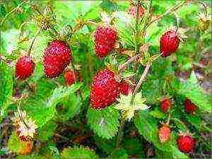 the best varieties of barnless strawberries