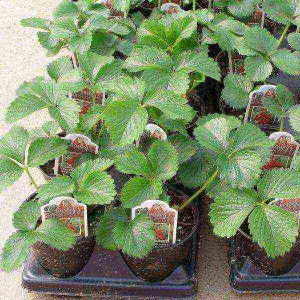 the best varieties of barnless strawberries