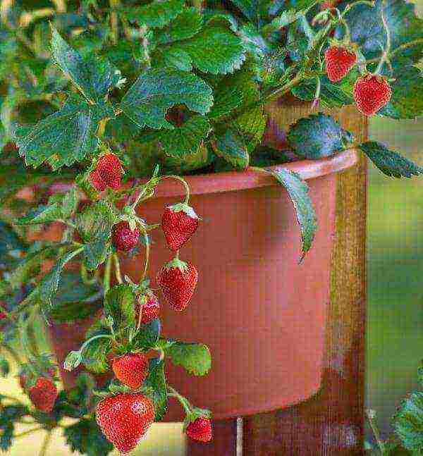 the best varieties of barnless strawberries