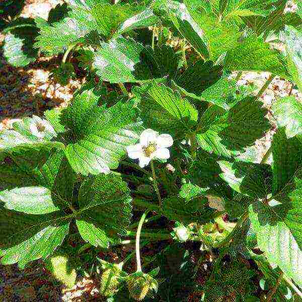 ang pinakamahusay na mga pagkakaiba-iba ng mga barnless strawberry