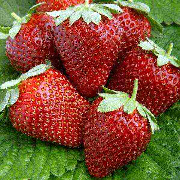 the best varieties of barnless strawberries