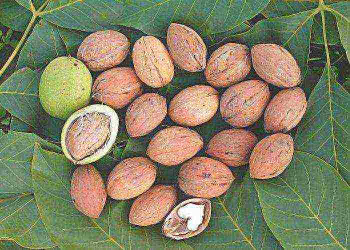 the best varieties of walnuts