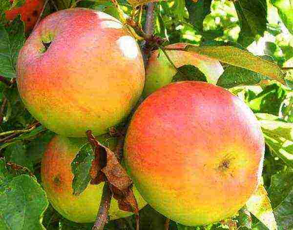 the best varieties of late apple trees