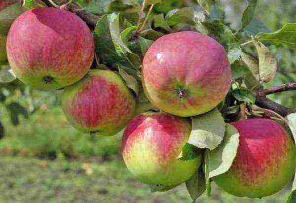 the best varieties of late apple trees