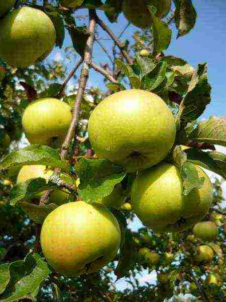 the best varieties of late apple trees