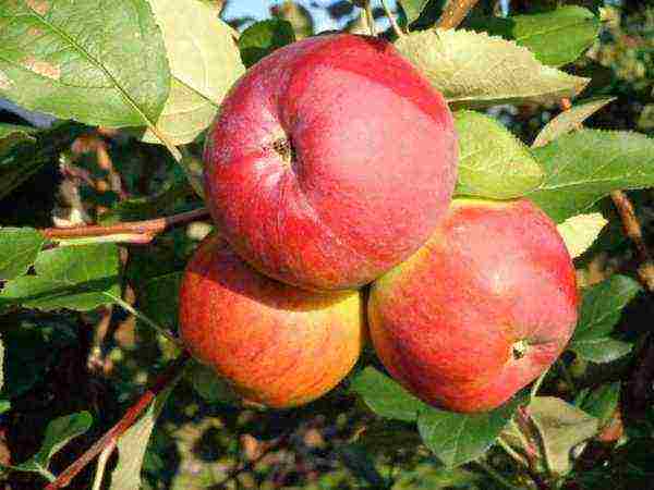 the best varieties of late apple trees