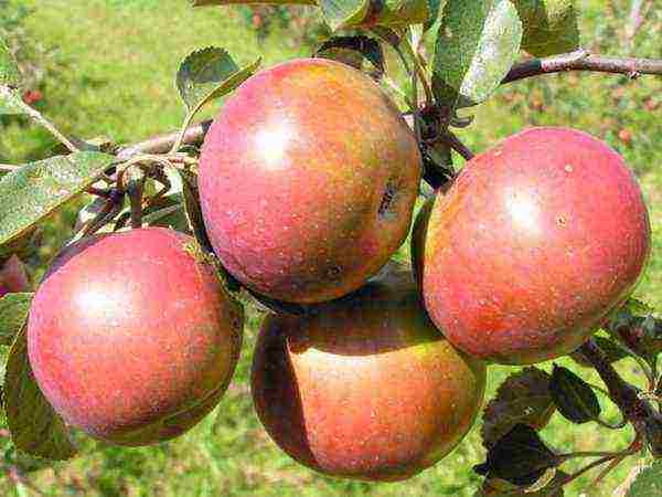 the best varieties of late apple trees