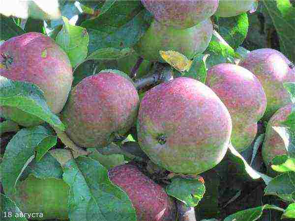 the best varieties of late apple trees