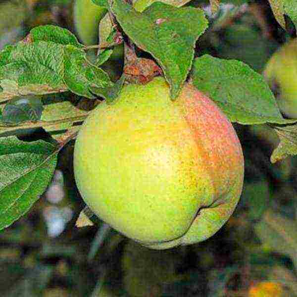 the best varieties of late apple trees