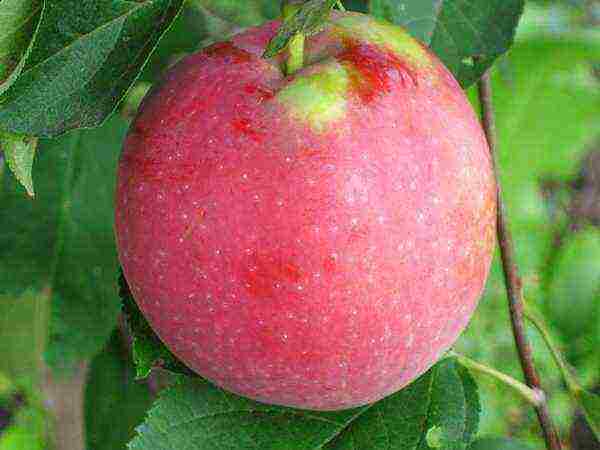 the best varieties of late apple trees