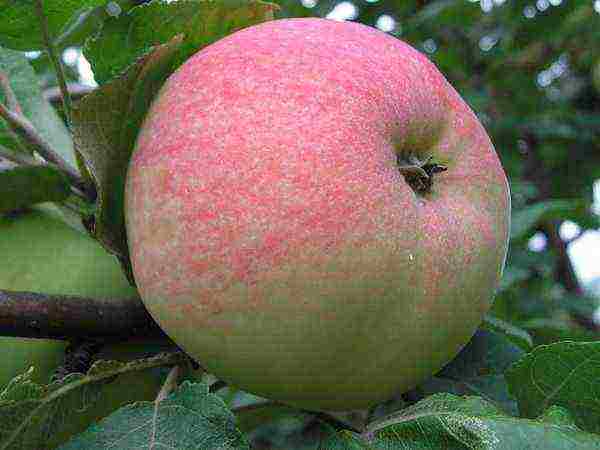 the best varieties of late apple trees