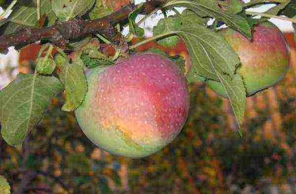 the best varieties of late apple trees