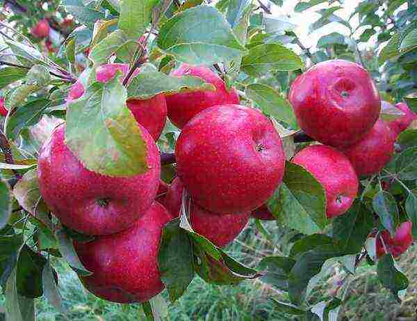 the best varieties of late apple trees