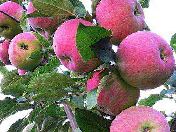 the best varieties of late apple trees