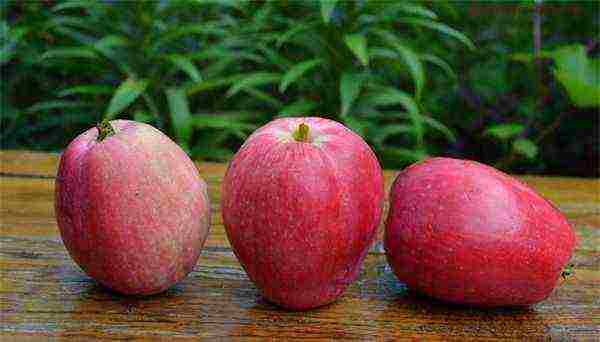 the best varieties of late apple trees