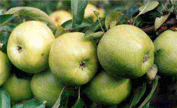 the best varieties of late apple trees