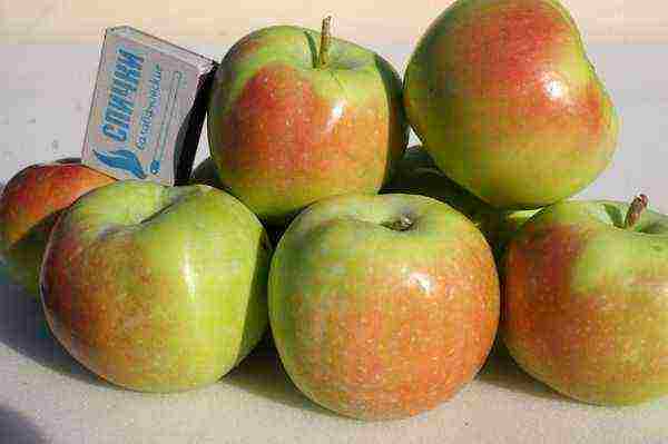 the best varieties of late apple trees