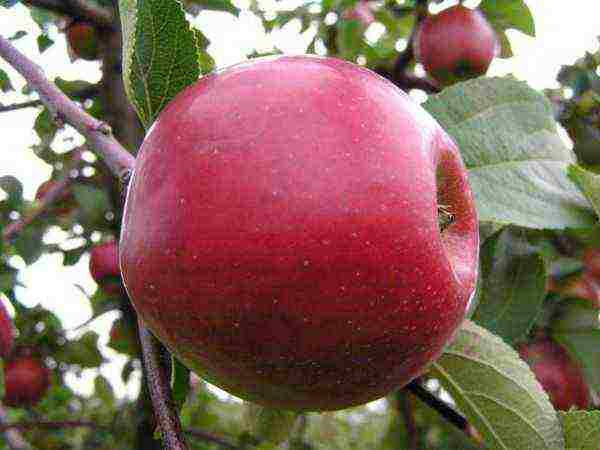 the best varieties of late apple trees