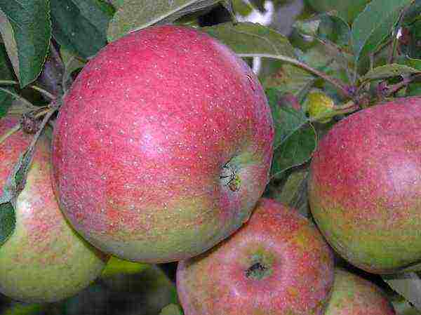 the best varieties of late apple trees