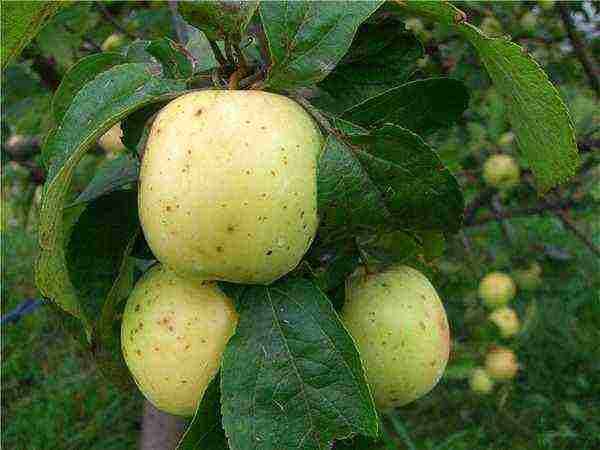 the best varieties of late apple trees