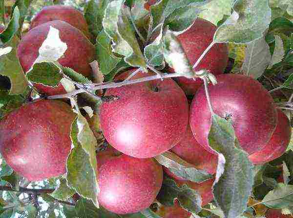 the best varieties of late apple trees