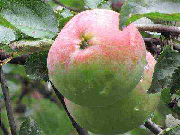 the best varieties of late apple trees