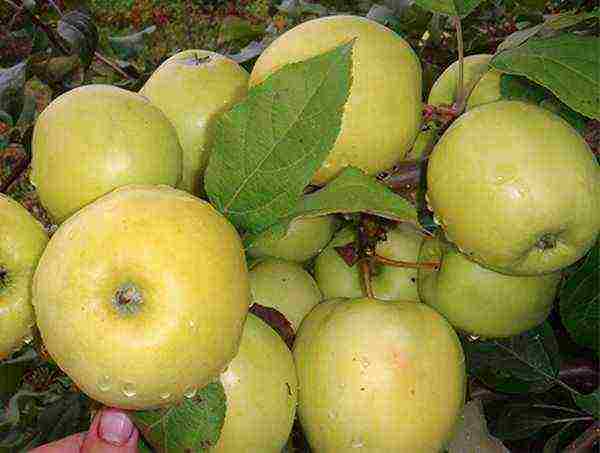 the best varieties of late apple trees