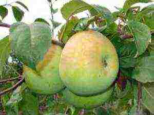 the best varieties of late apple trees