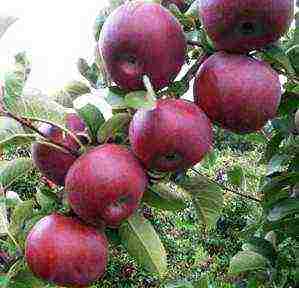 the best varieties of late apple trees