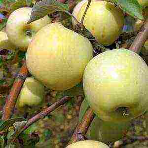 the best varieties of late apple trees