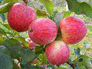 the best varieties of late apple trees