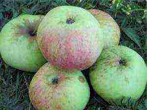 the best varieties of late apple trees