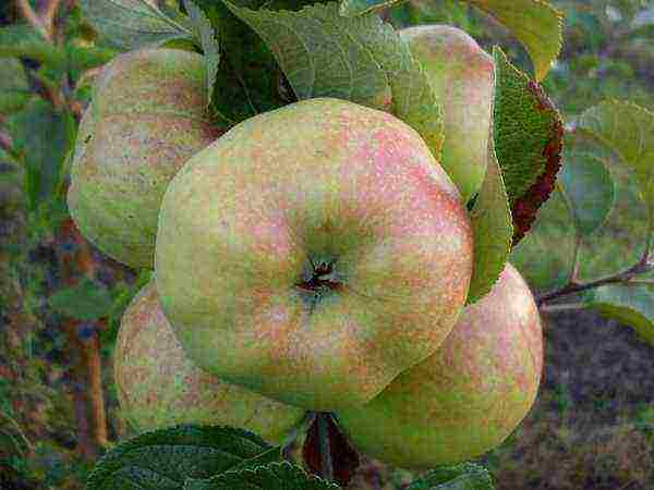 the best varieties of late apple trees