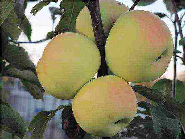 the best varieties of late apple trees