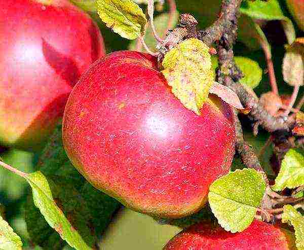 the best varieties of late apple trees