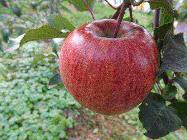 the best varieties of late apple trees