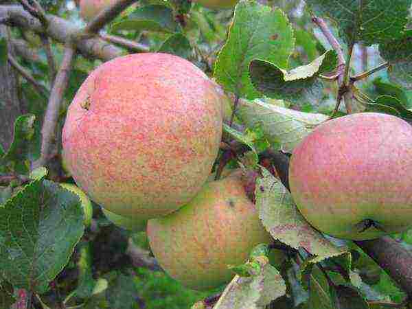 the best varieties of late apple trees