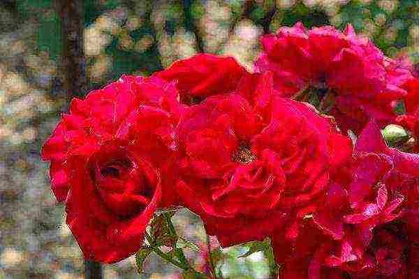 the best varieties of roses in cordes