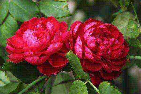 the best varieties of roses in cordes