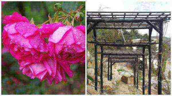 the best varieties of roses in cordes