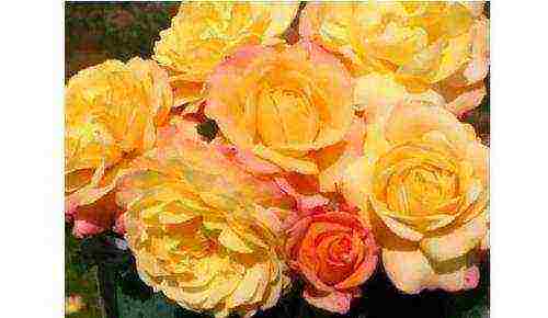 the best varieties of roses in cordes