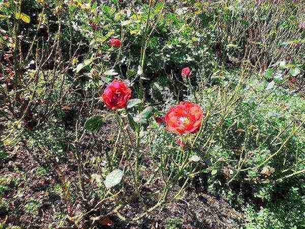 the best varieties of roses in cordes