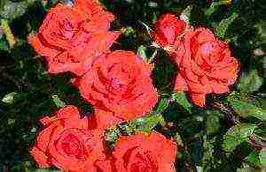 the best varieties of roses in cordes