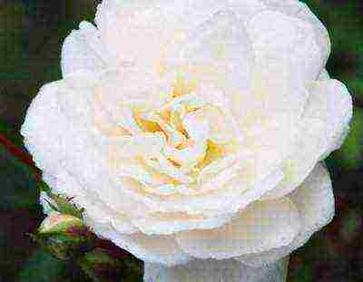 the best varieties of roses in cordes