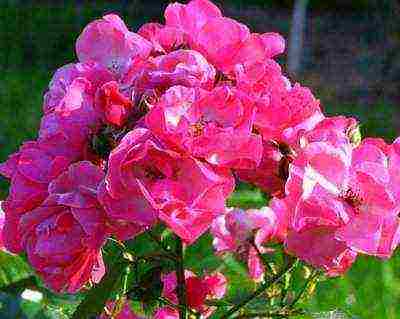 the best varieties of roses in cordes