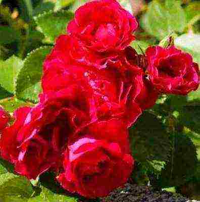 the best varieties of roses in cordes