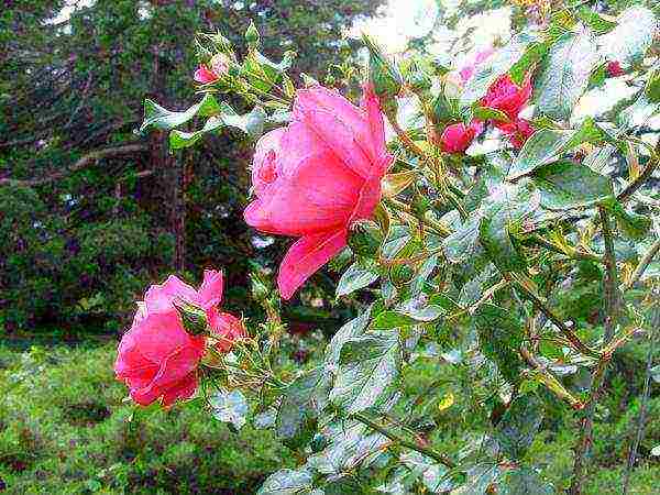 the best varieties of roses in cordes