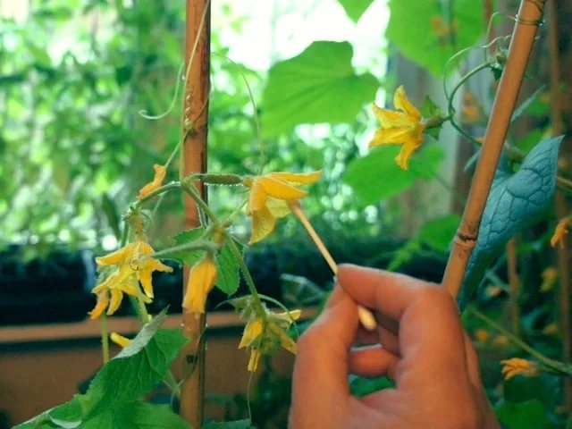 is it possible to grow a bee-pollinated cucumber in a greenhouse