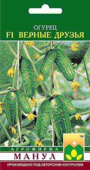 posible bang palaguin ang isang pipino-pollined na pipino sa isang greenhouse