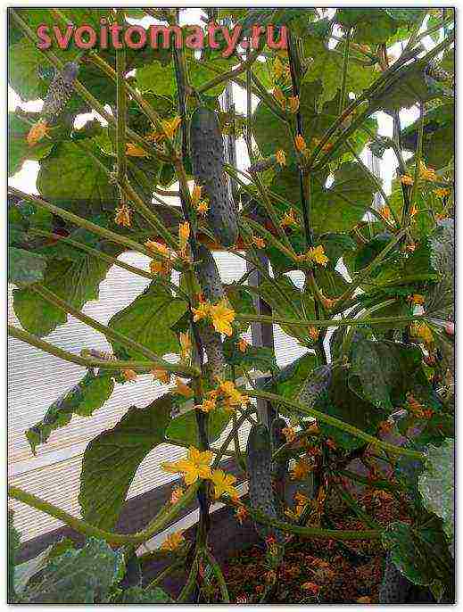 is it possible to grow a bee-pollinated cucumber in a greenhouse